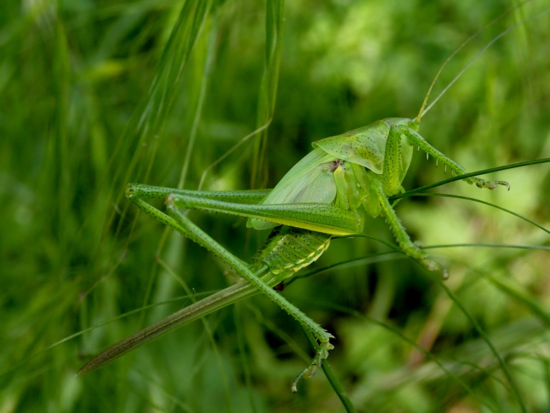 Tettigoniidae